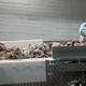 A worker processes cuts of beef.